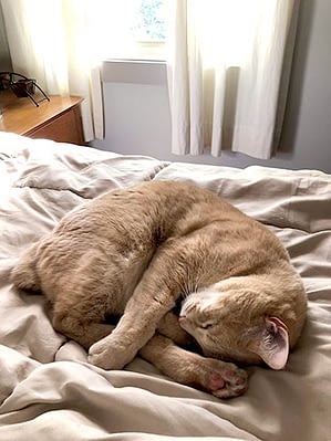 An orange cat is curled up asleep on a bed