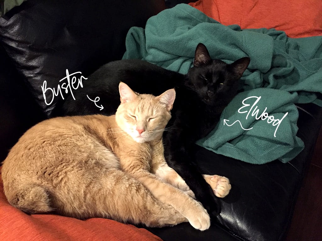 Two cute cats lay curled together on a couch. One is orange named Buster. The other is black named Elwood.