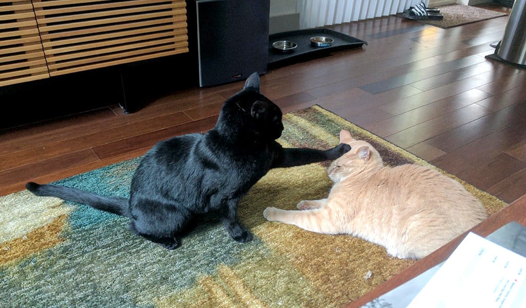 A black cat and orange cat engage in battle. The black cat has one paw extended and pushes down on the orange cat's head.