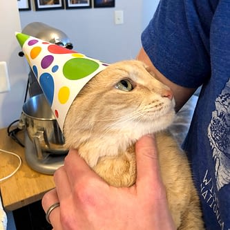 A cat being held wears a party hat and looks a bit miserable