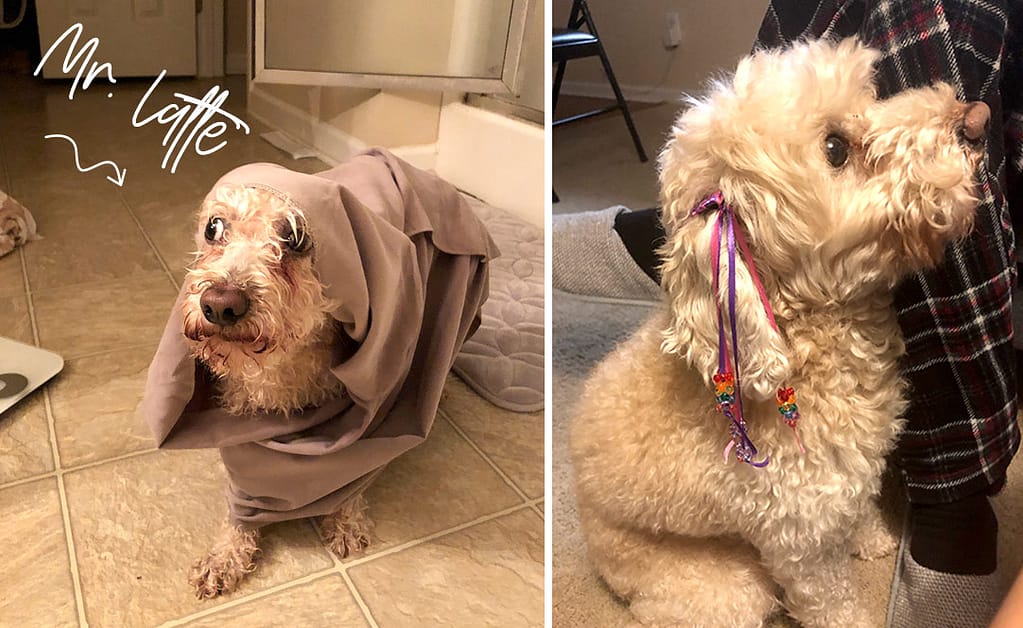 A cute white curly haired dog is wrapped in a blanket getting out of the shower looking disheveled. 