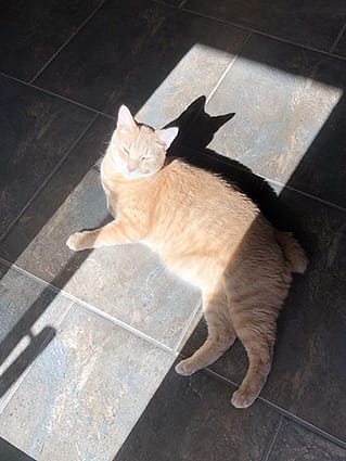 An orange cat lays directly in a sunbeam on the floor