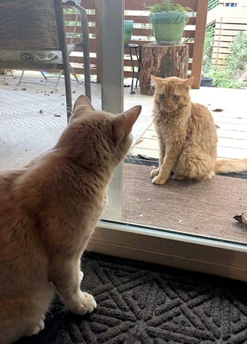 Two orange cats look at each other through a sliding glass porch door.