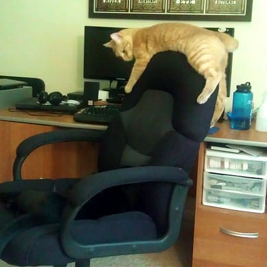 An orange cat drapes himself over the back of an office chair.
