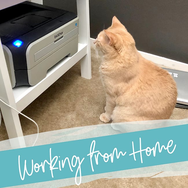 Working from Home - a cat sits patiently in front of a printer