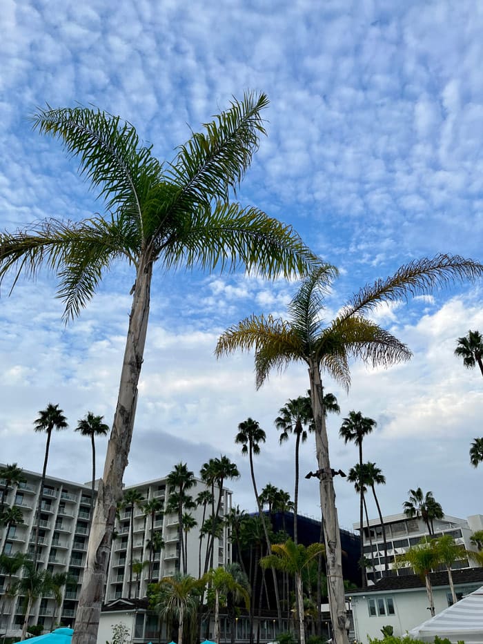Tall palm trees sway in front of a partly cloudy sky with a hotel tower in the background. This was the location for WordCamp US - the Town and Country inn.
