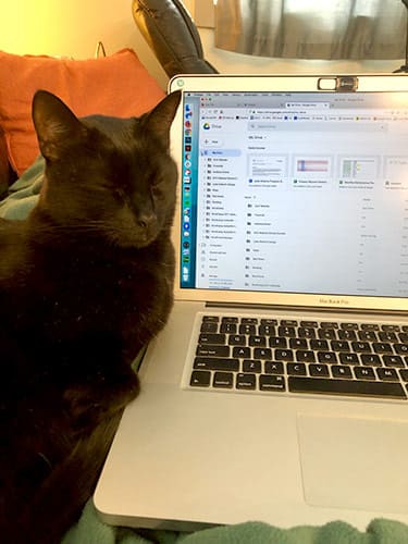 A black cat sits with eyes closed next to an open laptop computer